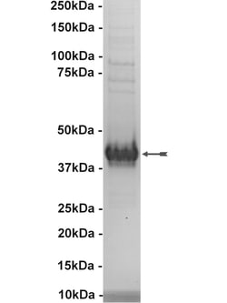 Eurofins DiscoverX VRK2 Protein, Active 10 &mu;g | Buy Online | Eurofins DiscoverX | Fisher Scientific